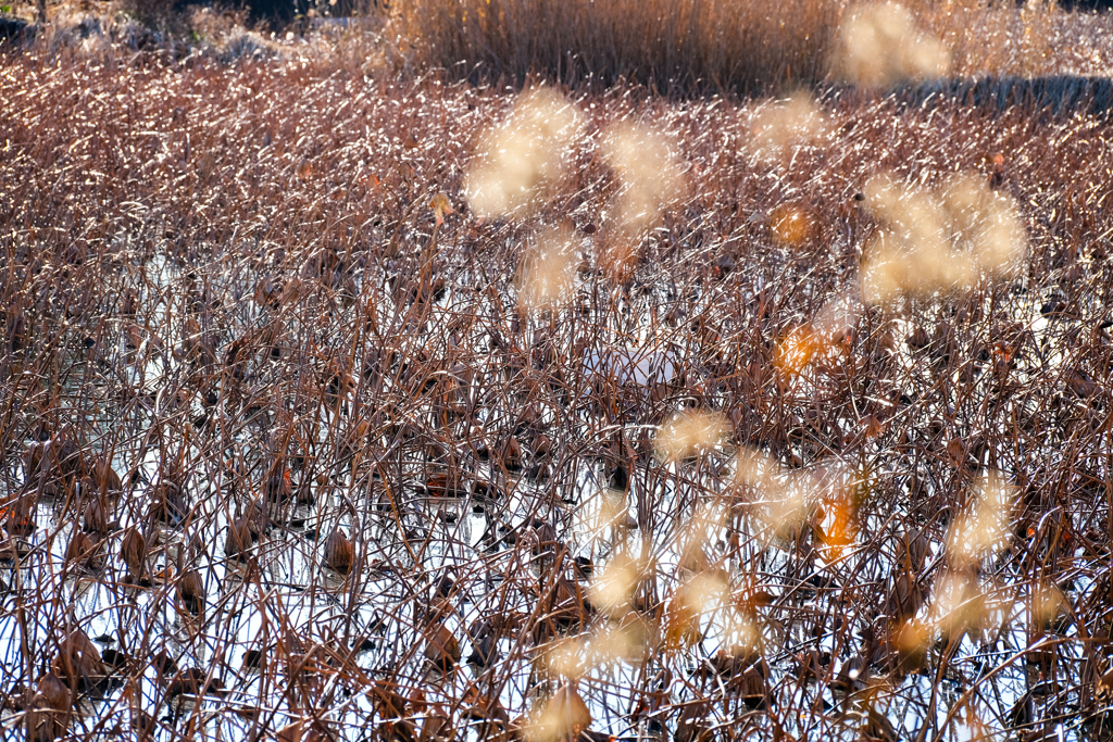 散歩道（蓮池）