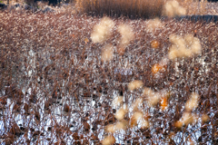 散歩道（蓮池）