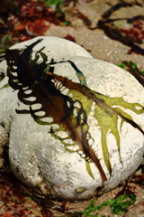 砂浜美術館、