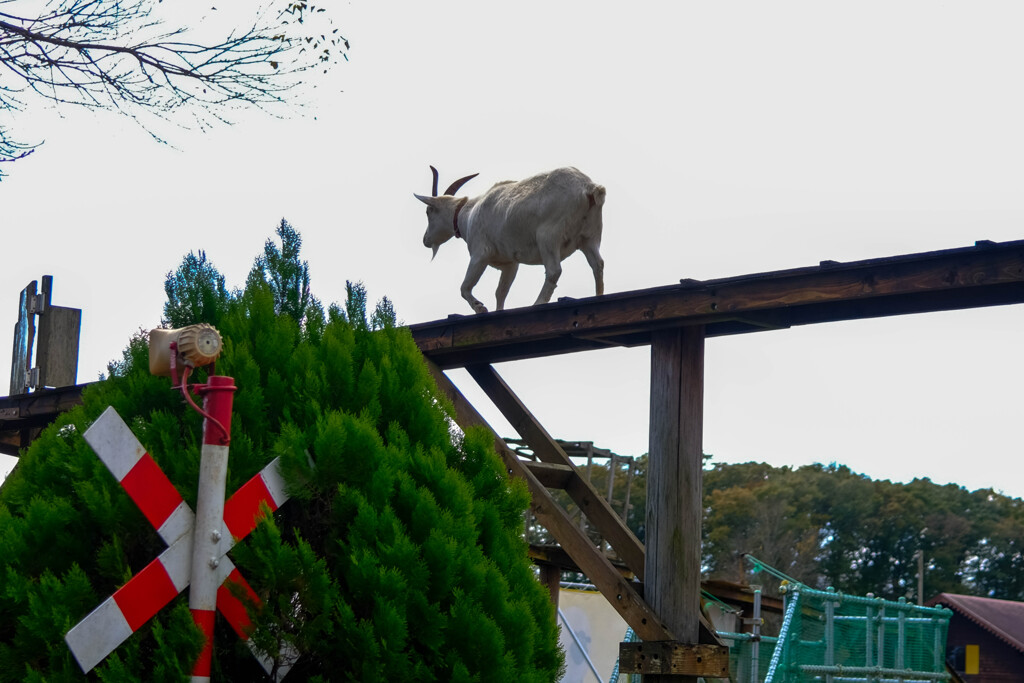 高いところ好きなんだね