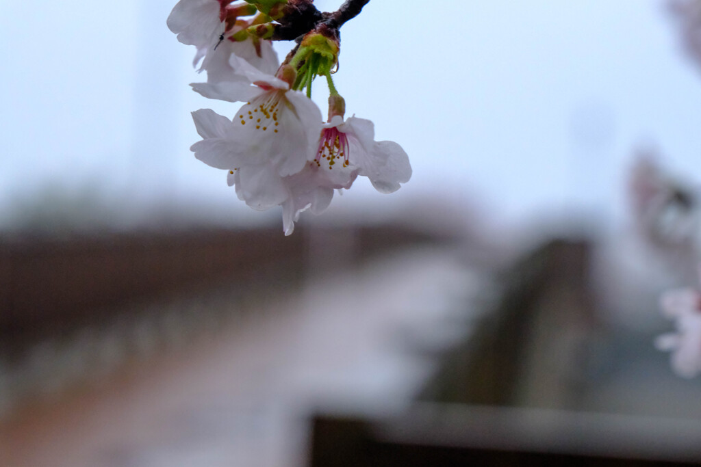 雨の散歩道