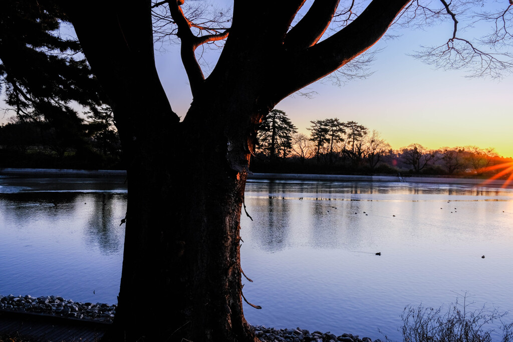 大室公園 （御料沼）