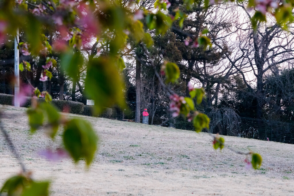 朝の公園