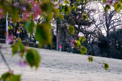 朝の公園