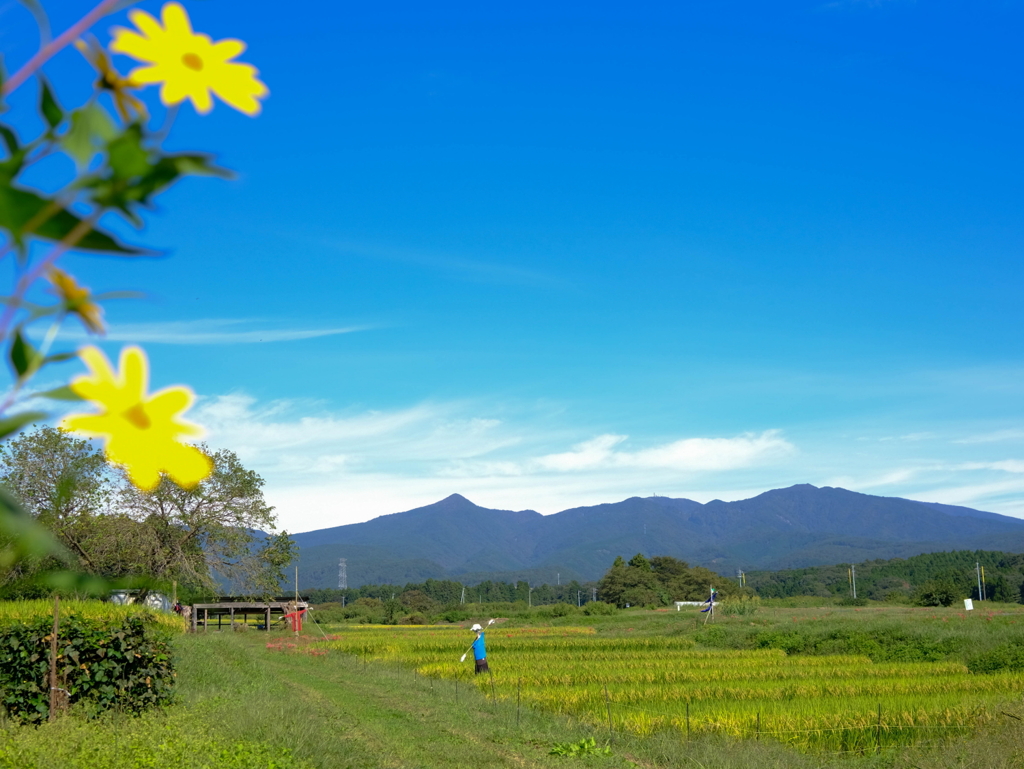 棚田風景（室沢地区）