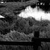 波志江湖畔　