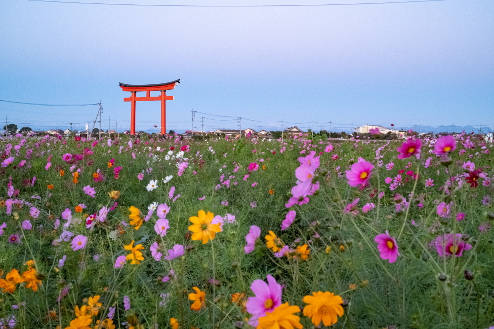 秋の小泉稲荷、