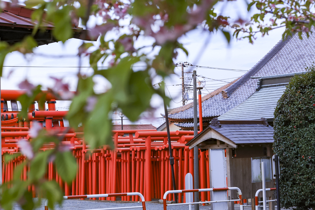 小泉稲荷の早朝祈願、