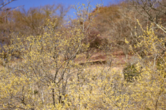 桜山公園　Ⅱ