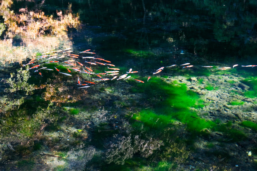 遊水地（出流原湧水）