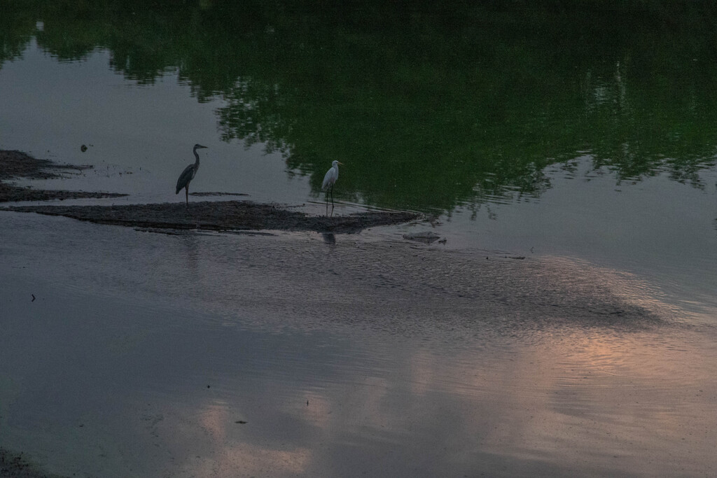 干潟の湖畔