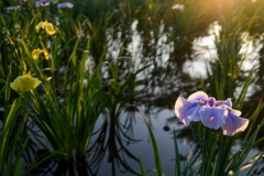 夜明けの菖蒲園