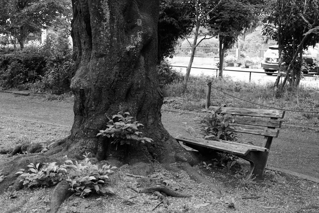 旭が丘中央公園　