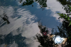 夏の池