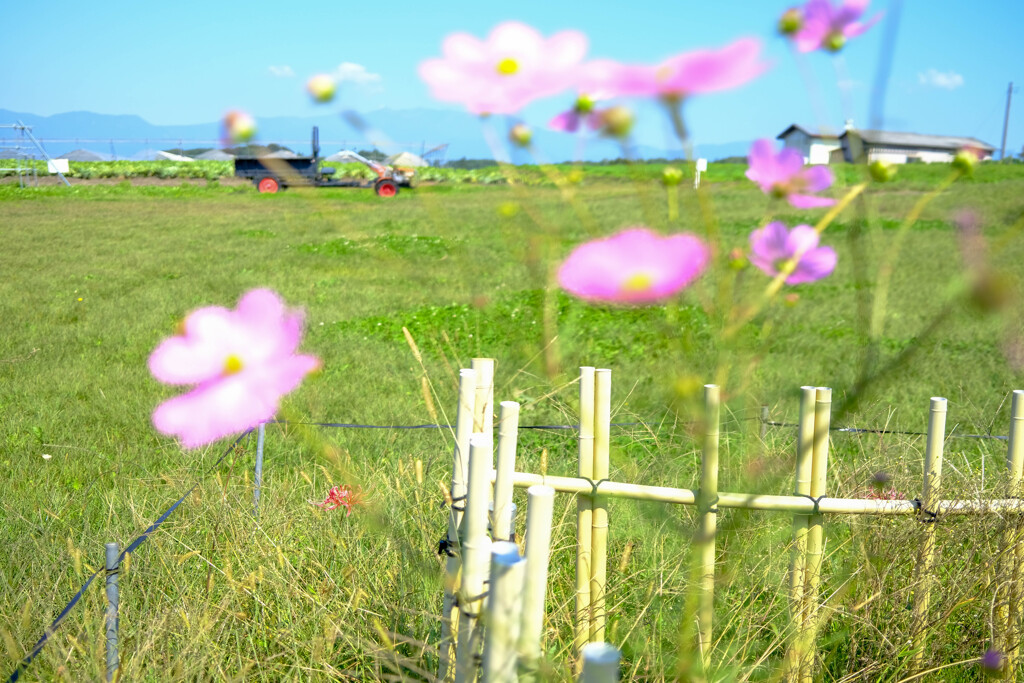 野菜王国　昭和村