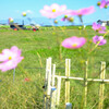 野菜王国　昭和村