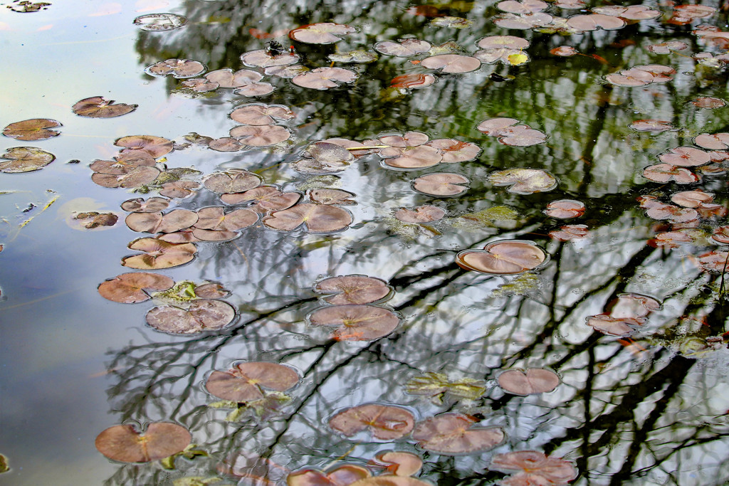 枯れた池に花が咲く、