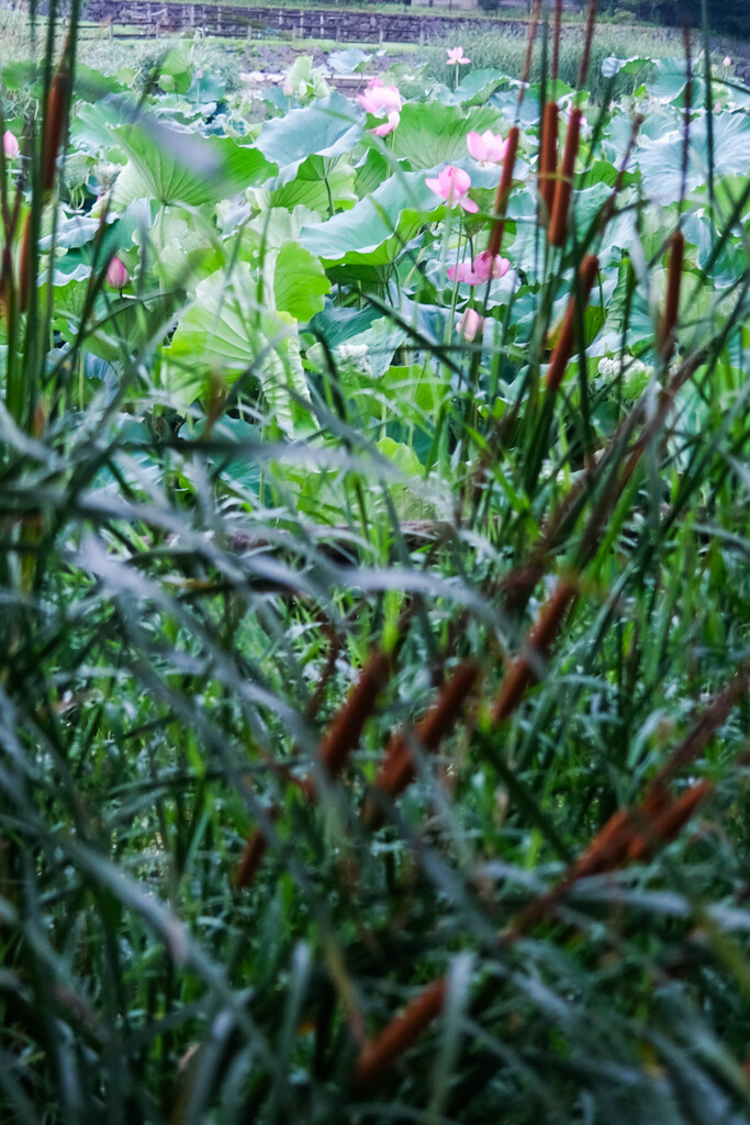 湖畔の朝