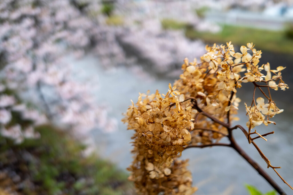 自宅前　早川散歩