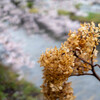 自宅前　早川散歩