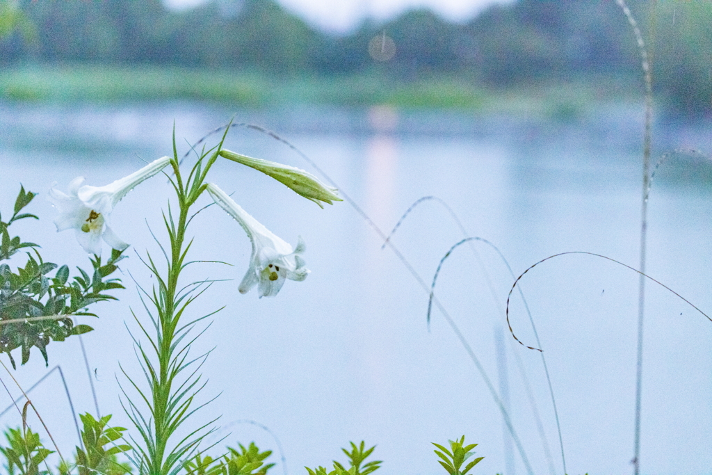 雨の湖畔