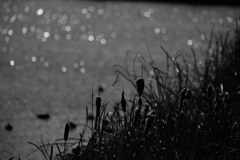 散歩道（伊勢崎市）