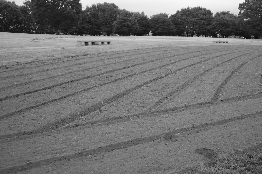 何の花が咲くのだろう