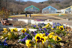 栃木花センター