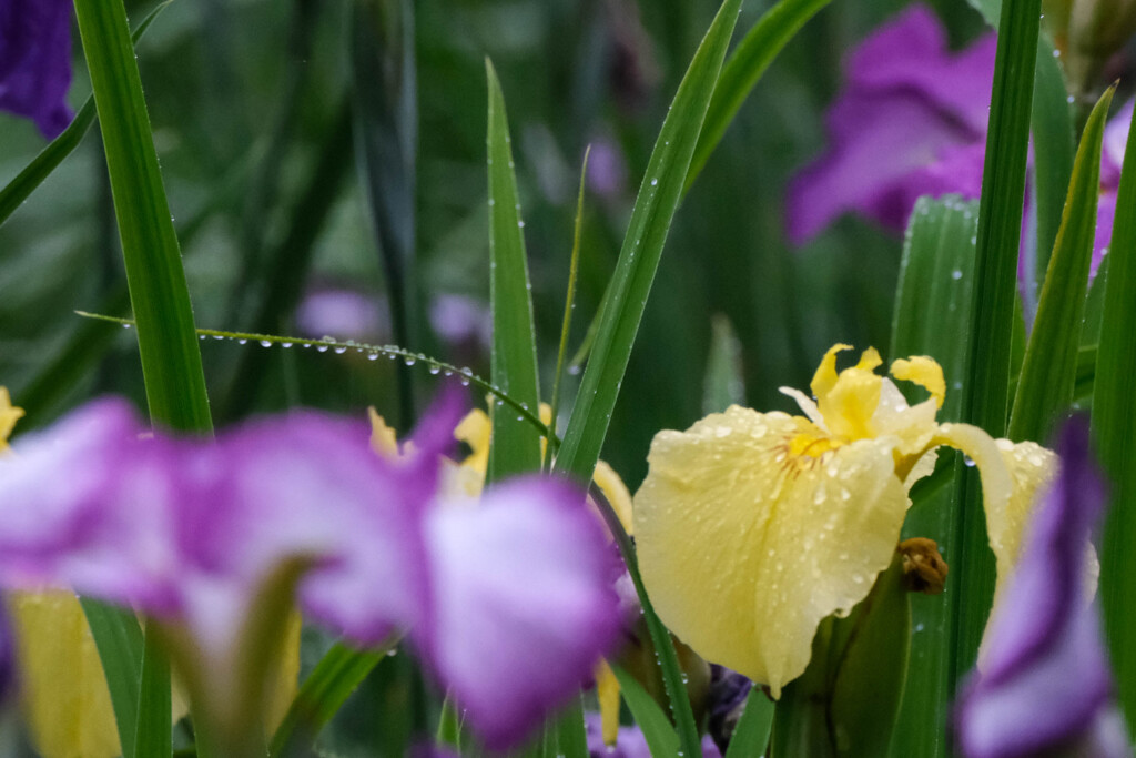 雨の菖蒲園