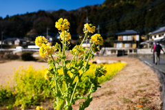 登山道(小町の里）