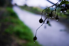 10月の雨　（自宅前）　
