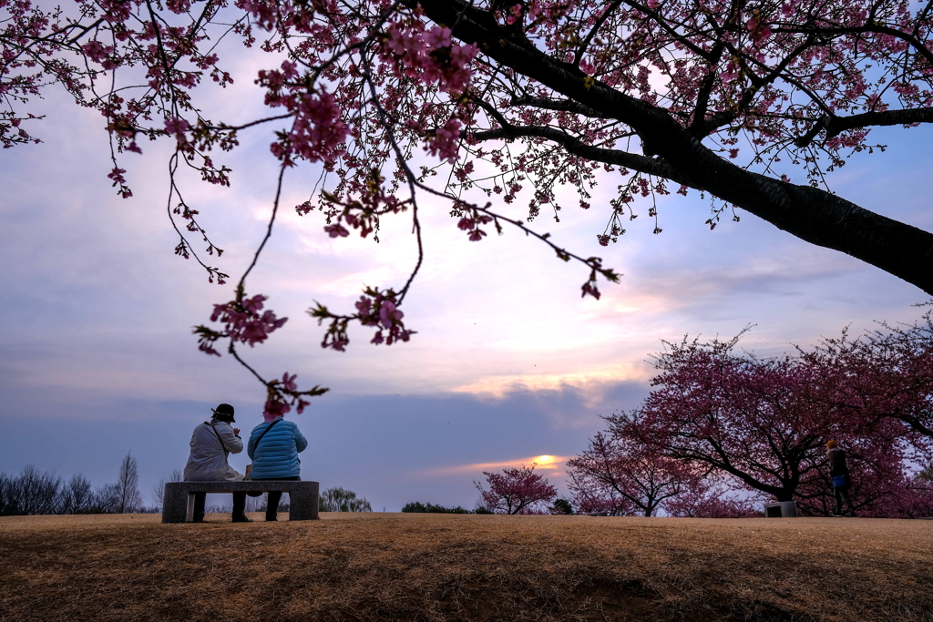 夜明けの公園