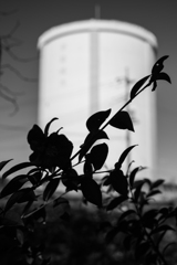 散歩道（波志江沼）