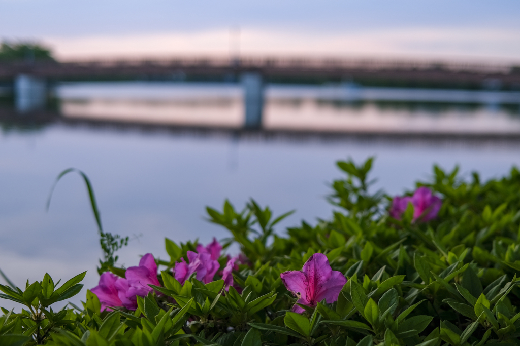 散歩道　波志江沼