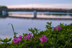 散歩道　波志江沼