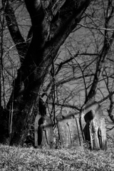 さきたま古墳群Ⅱ