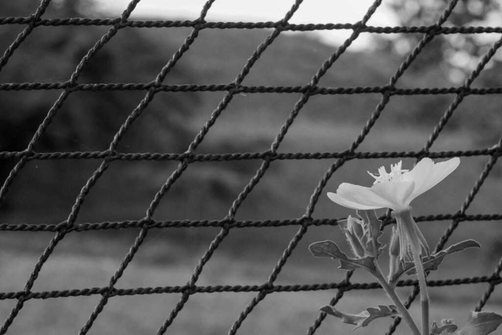 散歩道　（二子山古墳）