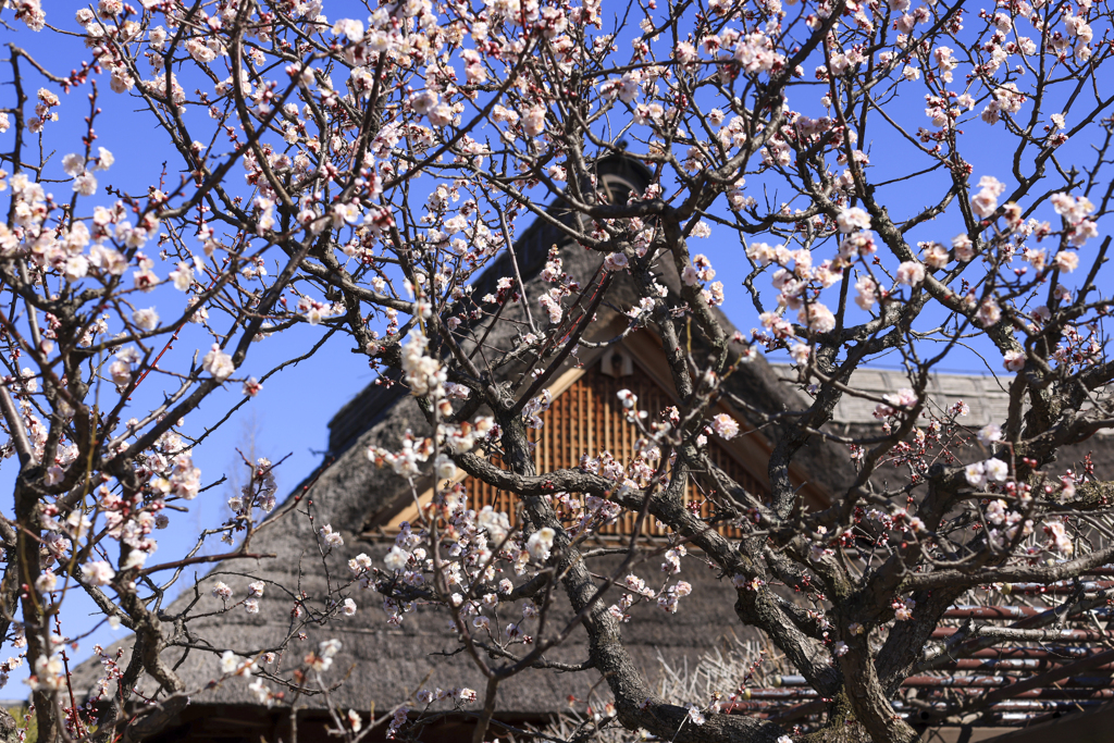 春の館、足利市