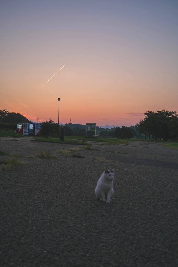 夜明けの公園