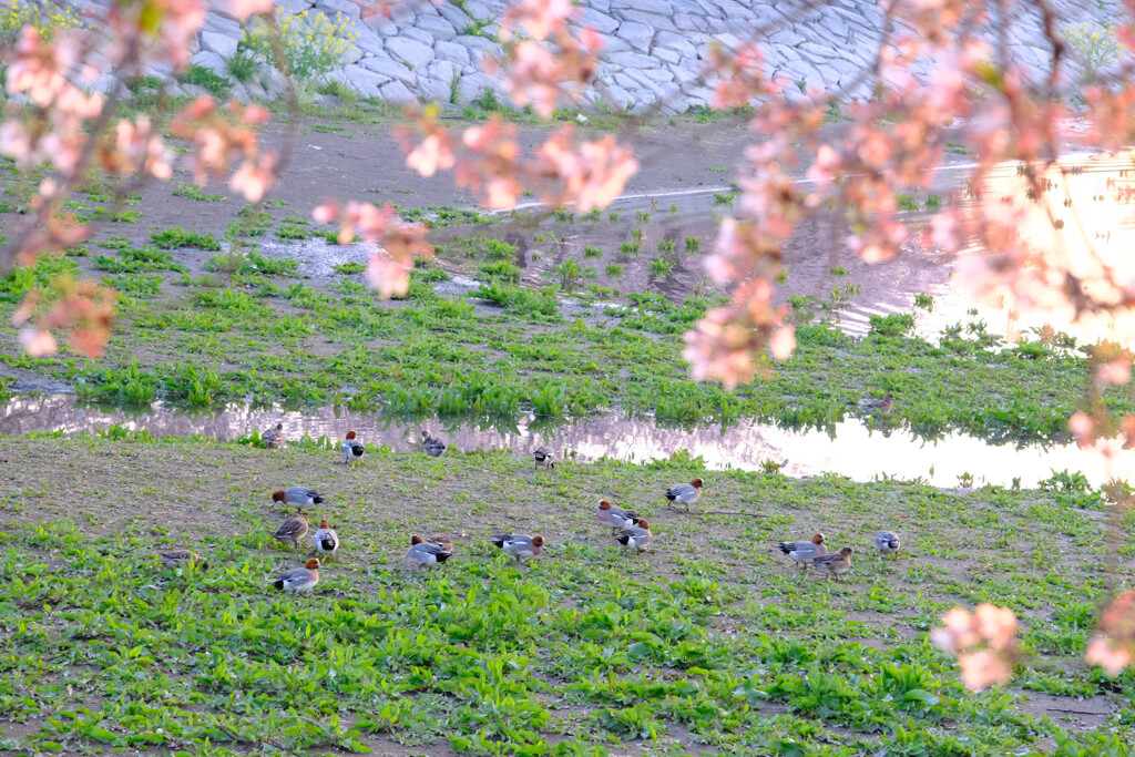 夜明けの波志江湖畔