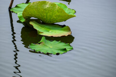 初夏の蓮池　