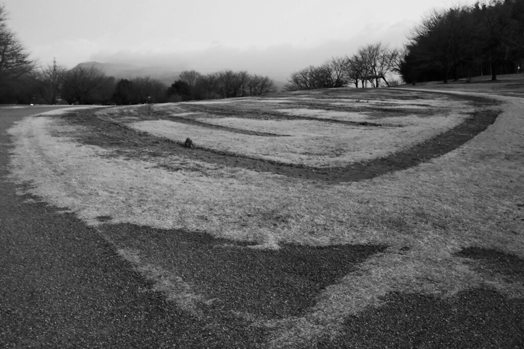 冬のひまわり畑