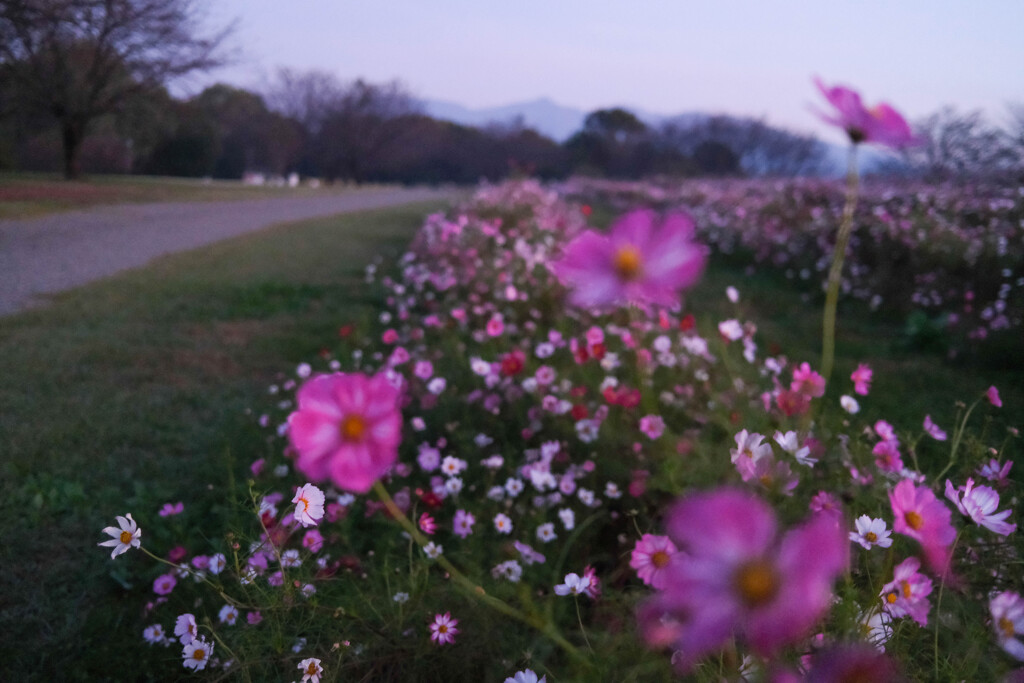 散歩道　（古墳公園）