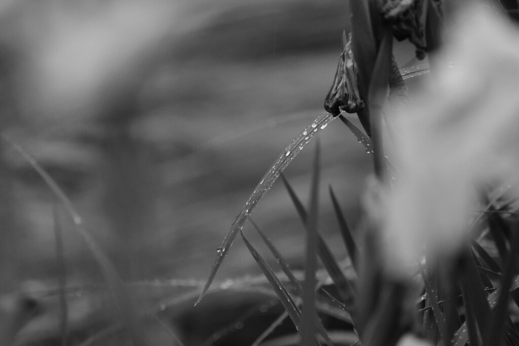 雨の朝