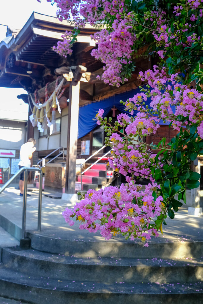 今日は縁日