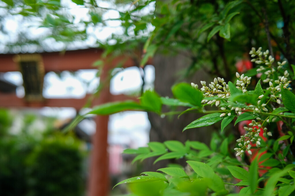 雨の街角（足利市）