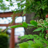 雨の街角（足利市）