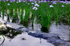 菖蒲園