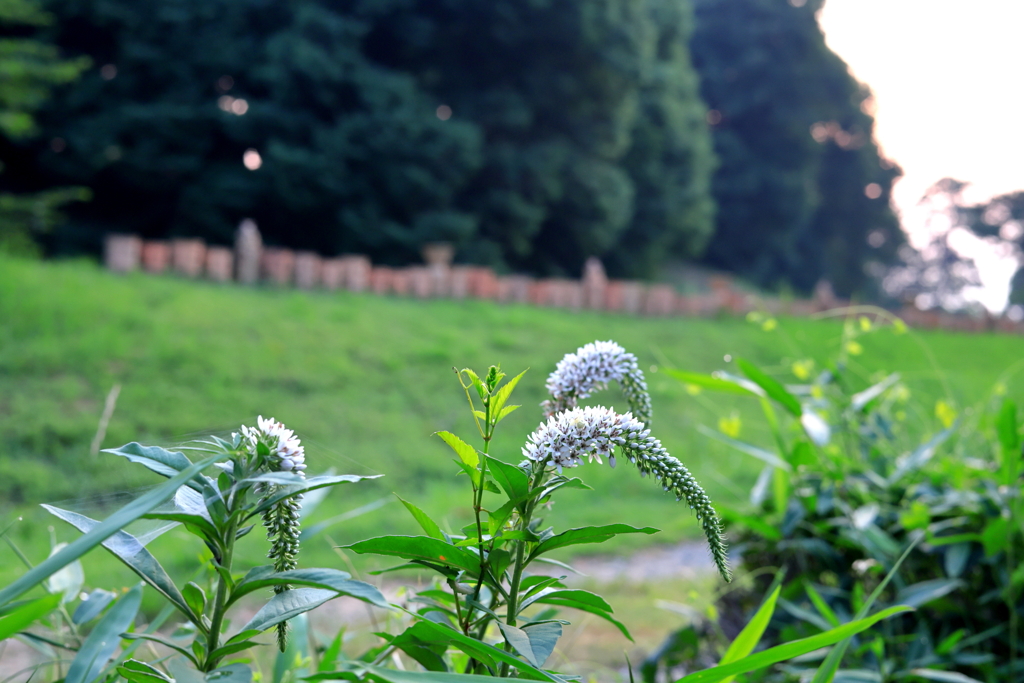 夏草と古墳公園