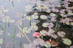 日光市上三依水生植物園